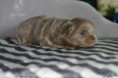 /album/pups-van-bij-ons/img-1224-jpg/