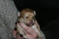 /album/pups-van-bij-ons/img-1243-jpg/