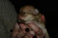 /album/pups-van-bij-ons/img-1246-jpg1/