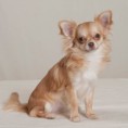 /album/pups-van-bij-ons/a10256818-966126623406255-5430517311038628405-n-jpg1/